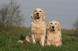 GOLDEN RETRIEVER 984